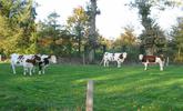Photographie d'un élevage bovin