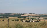 Champ agricole