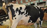 Vache
