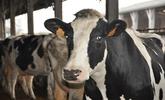Photo de vache