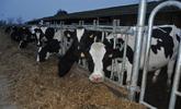 Vaches