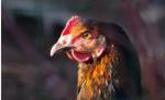 Image coq