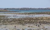 Photo pêcheurs à pied sur plage