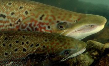 Arrêté définissant le total autorisé de captures du saumon atlantique sur le bassin Artois Picardie