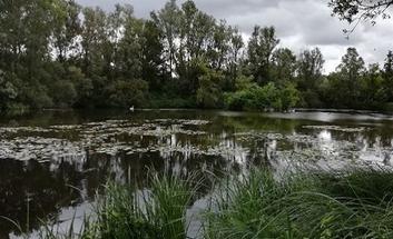 Un étang de la tourbière de Marchiennes (P. Vorillion©)