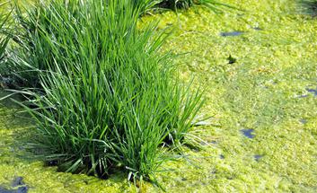 Programme d'action régional pour protéger les eaux des pollutions par les nitrates agricoles