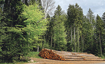 Le nouveau Programme Régional de la Forêt et du Bois (PFRB