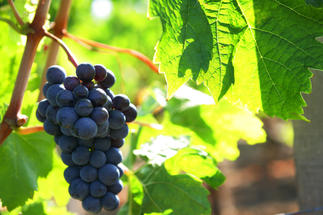 Grappe de raisin sur pied de vigne