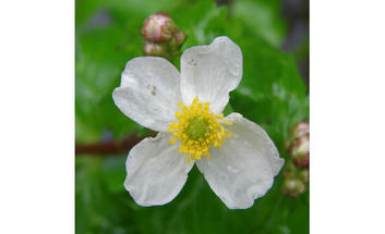 fleur @ Crédit photo - DREAL [Image8837]
