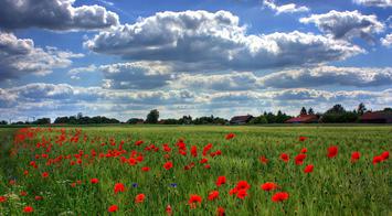 Agro_ecologie, champ coquelicot