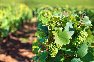 Photo de vigne 