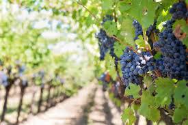 Photo de vignes