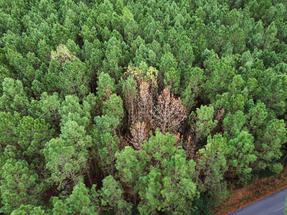 Photo d'une forêt de pin à Seignosse (40) touchée par le Nématode
