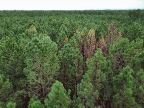 Plan aérien de la forêt landaise touchée par le nématode du pin 