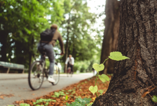 Photo d'un vélo et d'une forêt