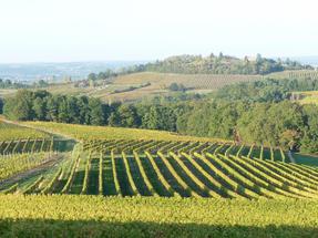 Vignoble Dordogne