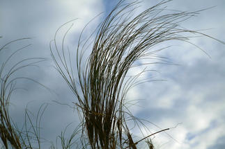 Herbe folle