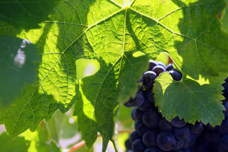 Grappe de raisin et feuille de vigne 