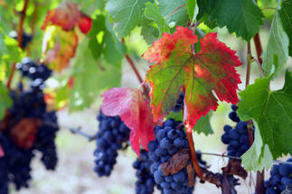 Grappes de raisins