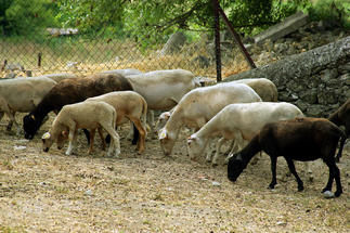 Troupeau de moutons