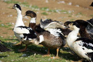 Elevage de canards