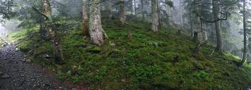 Une forêt