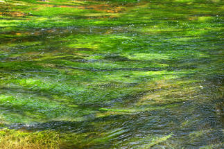 Rivière et algues