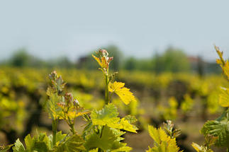 Feuilles de vigne