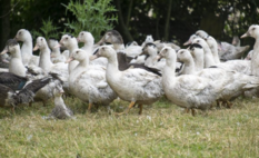 Influenza aviaire hautement pathogène H5N8 : passage en risque élevé sur le territoire métropolitain